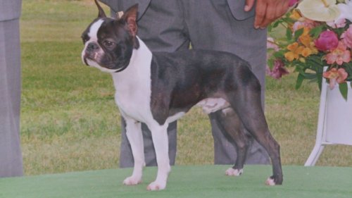 山本ブリーダーの画像